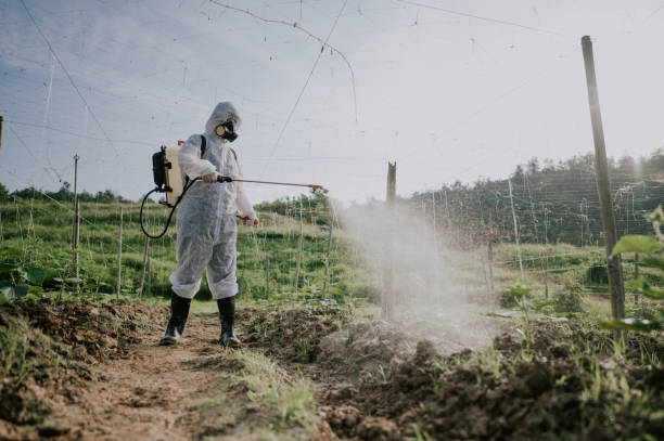 Best Ant Control Services  in Willis, TX