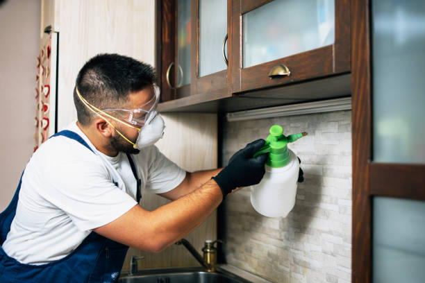 Best Flea Control Services  in Willis, TX