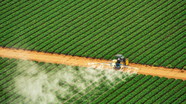 Best Termite Control Services  in Willis, TX