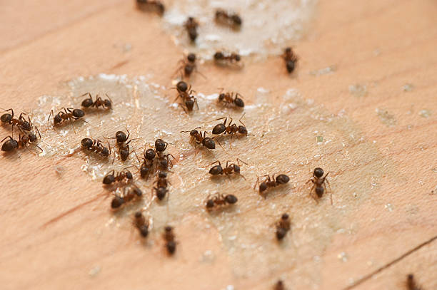 Best Affordable Pest Control Services  in Willis, TX