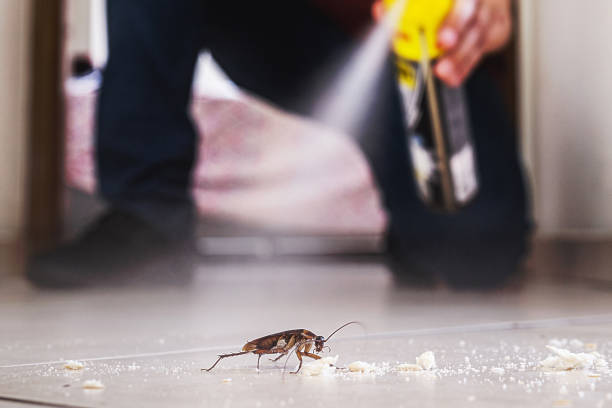 Insect Control in Willis, TX